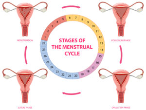 Read more about the article 4 Stages of Menstrual Cycle Explained Simply